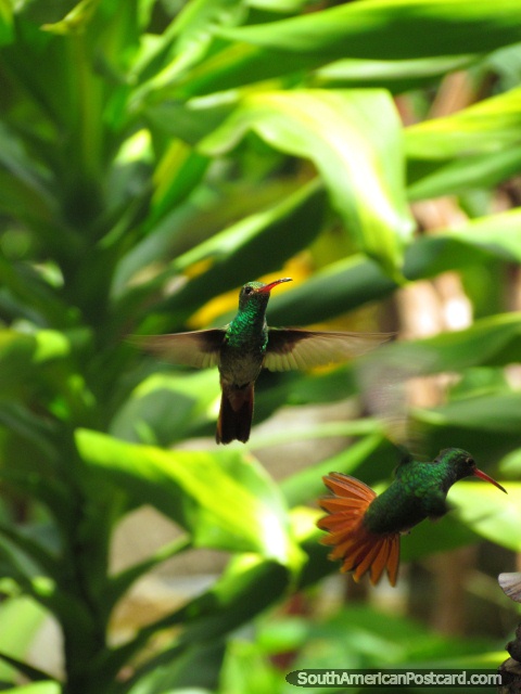 Hummingbirds at the hummingbird gardens in Mindo. (480x640px). Ecuador, South America.