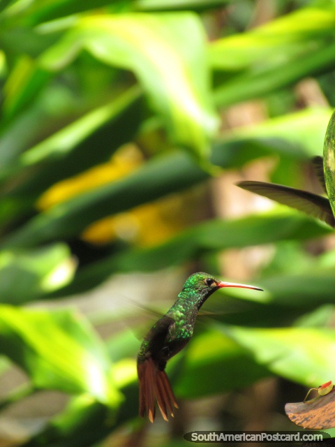 Colibr verde en los jardines en Mindo. (480x640px). Ecuador, Sudamerica.