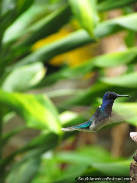 Colibrí azul en los jardines en Mindo. (480x640px). Ecuador, Sudamerica.