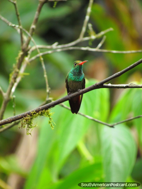 El colibrí se sienta en un árbol en Mindo. (480x640px). Ecuador, Sudamerica.