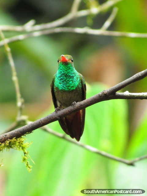 Primer plano de colibrí en árbol en jardines de Mindo. (480x640px). Ecuador, Sudamerica.