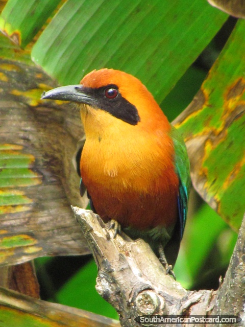 Belo pássaro cor-de-laranja, amarelo, verde e azul em jardins de Mindo. (480x640px). Equador, América do Sul.