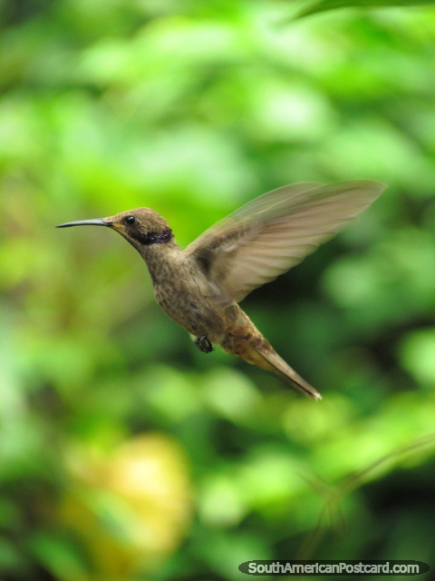 Brown hummingbird in gardens in Mindo. (480x640px). Ecuador, South America.
