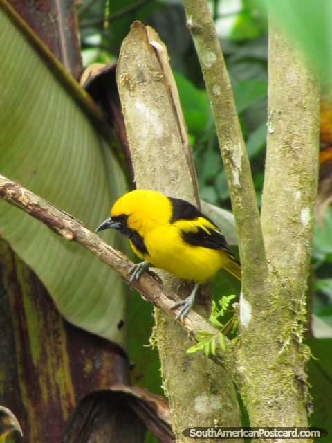 Pássaro amarelo-vivo e preto em jardins de Mindo. (480x640px). Equador, América do Sul.