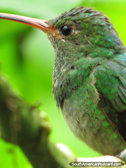 Ver los colibres en los jardines del valle de Mindo. (480x640px). Ecuador, Sudamerica.