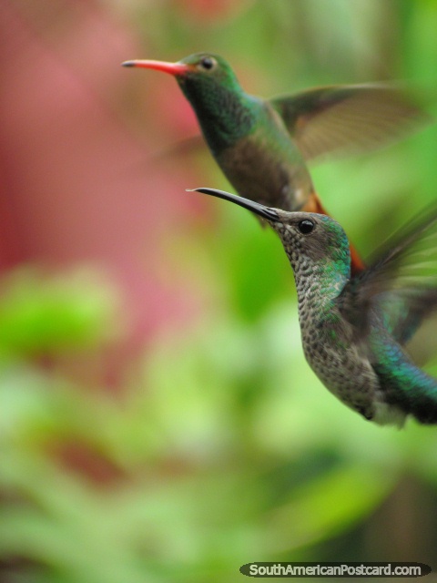 Un par de colibres a mediados de vuelo en Mindo. (480x640px). Ecuador, Sudamerica.