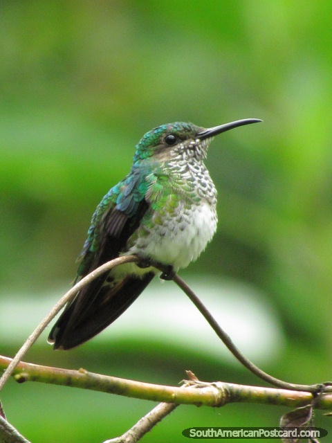 El colibr verde y blanco se sienta en una ramita en Mindo. (480x640px). Ecuador, Sudamerica.