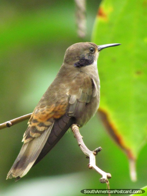 Pássaro acastanhado em jardins de Mindo. (480x640px). Equador, América do Sul.