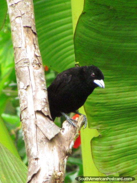 Pássaro preto em jardins de Mindo. (480x640px). Equador, América do Sul.
