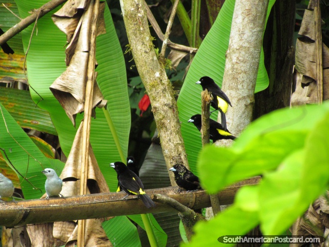 Un grupo de aves disfruta de los jardines del colibr en Mindo. (640x480px). Ecuador, Sudamerica.