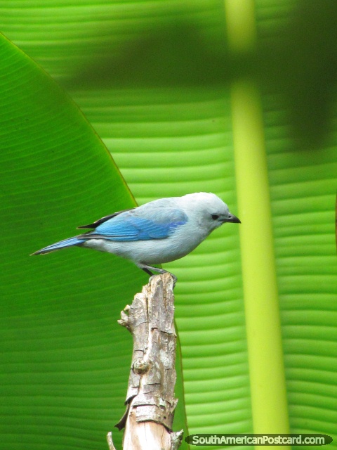 Belo pássaro azul-pálido com contexto de folhas verde, Mindo. (480x640px). Equador, América do Sul.