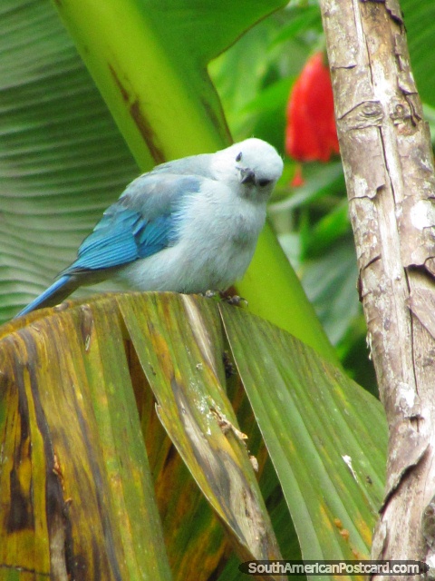 Cute blue bird from Mindo, Ecuadors birdwatching capital. (480x640px). Ecuador, South America.