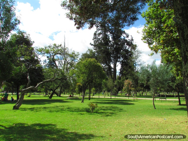 Many big trees in park El Ejido in Quito. (640x480px). Ecuador, South America.