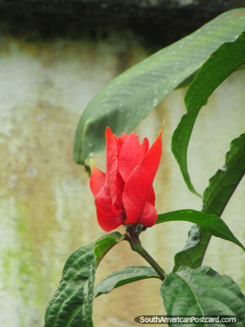 Flor vermelha em Tena, cidade de mato quente. (480x640px). Equador, América do Sul.