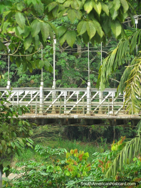 The bridge in the jungle beside the river in Tena. (480x640px). Ecuador, South America.