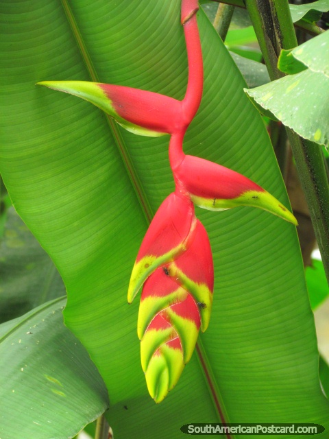 Una planta roja y verde extraña y hermosa en Tena. (480x640px). Ecuador, Sudamerica.