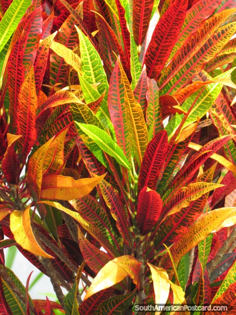 Folhas de vermelho, cor-de-laranja, amarelo e verde. (480x640px). Equador, América do Sul.