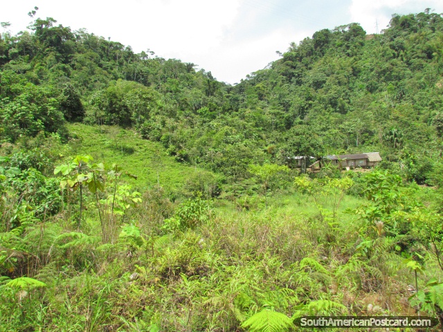 Casa de madeira em mato em uma colina entre Tena e Puyo. (640x480px). Equador, Amrica do Sul.