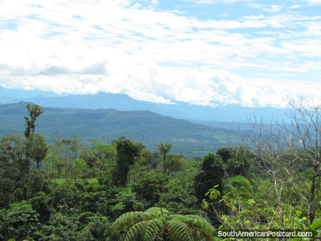 La selva enorme en el camino de Tena a Puyo. (640x480px). Ecuador, Sudamerica.