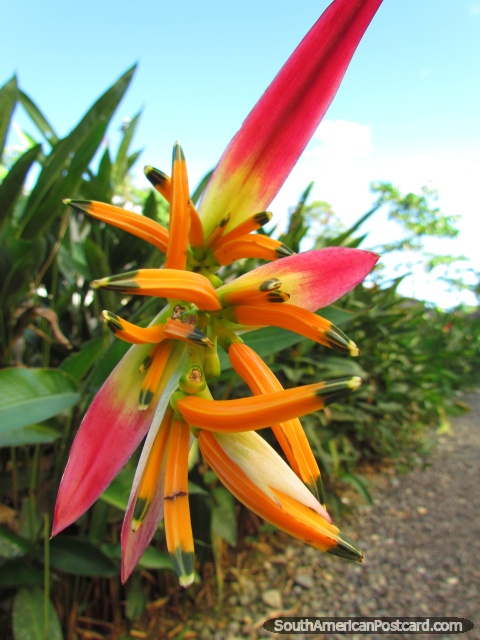 Fbrica amarela, cor-de-laranja, vermelha e verde em Puyo em Parque Verdadeiro. (480x640px). Equador, Amrica do Sul.