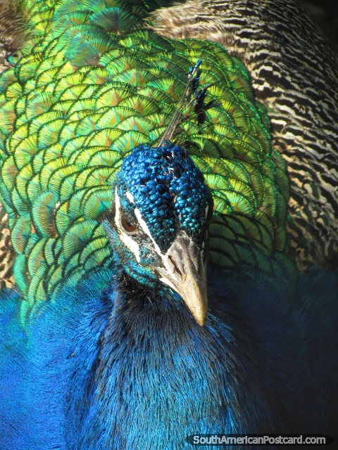 A blue and green peacock at Parque Real in Puyo. (480x640px). Ecuador, South America.
