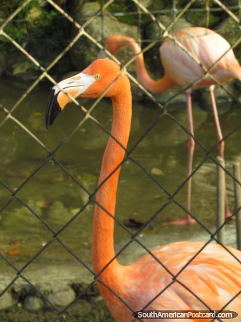 Um flamingo cor-de-laranja em Parque Verdadeiro em Puyo. (480x640px). Equador, Amrica do Sul.