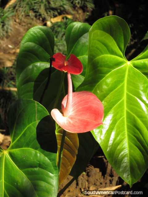 Flor vermelha/rosa e grandes folhas verdes, fbrica em Parque Verdadeiro em Puyo. (480x640px). Equador, Amrica do Sul.