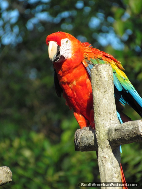Uma arara vermelha com asas azuis, verdes e amarelas em Parque Verdadeiro, Puyo. (480x640px). Equador, América do Sul.