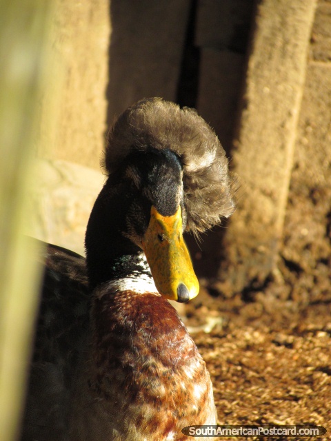 Duck with afro hairstyle at Parque Real in Puyo. (480x640px). Ecuador, South America.