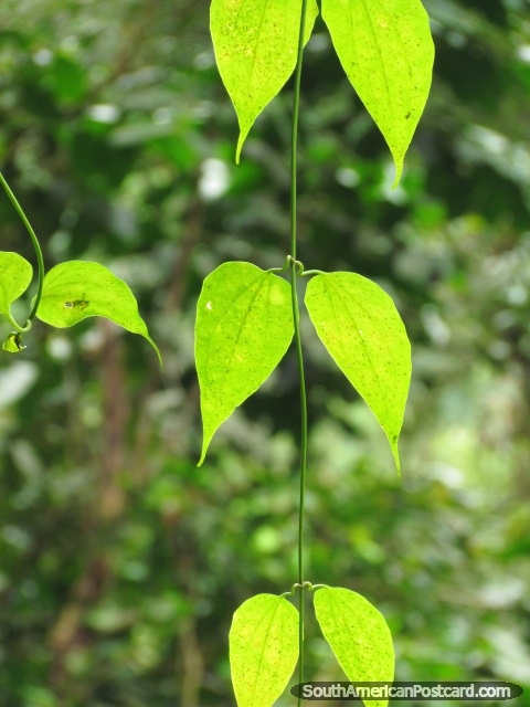 Folhas verdes na luz solar, parque nacional Podocarpus na Zamora. (480x640px). Equador, América do Sul.