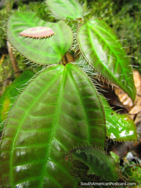 Planta de comida del insecto en suelo forestal de Parque Nacional Podocarpus, Zamora. (480x640px). Ecuador, Sudamerica.