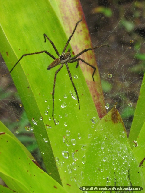 Una araña y red en Parque Nacional Podocarpus, Zamora. (480x640px). Ecuador, Sudamerica.