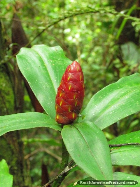 Red fruit-like flower bud and 4 leaves, Podocarpus National Park, Zamora. (480x640px). Ecuador, South America.
