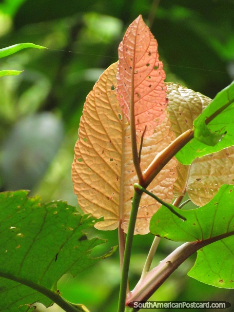 Pinky orange leaves in Podocarpus National Park in Zamora. (480x640px). Ecuador, South America.