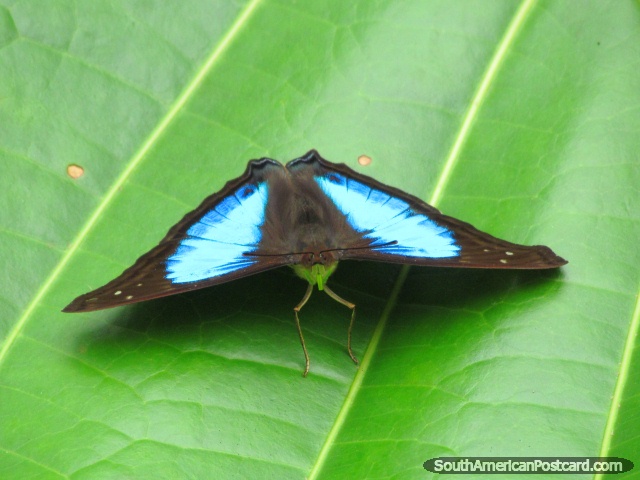 Mariposa azul y negra en una hoja en Parque Nacional Podocarpus, Zamora. (640x480px). Ecuador, Sudamerica.
