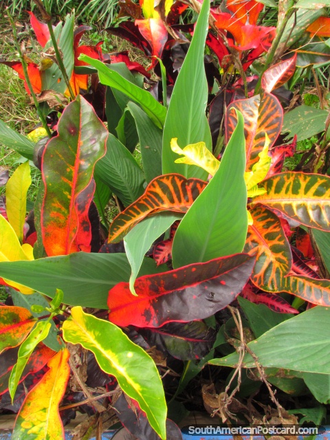 Green, red, orange and yellow leaves in gardens beside river in Zamora. (480x640px). Ecuador, South America.
