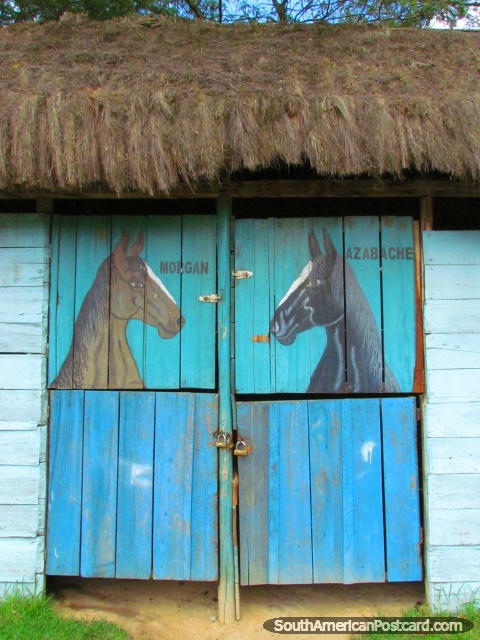 Estvel de 2 cavalos Morgan e Azabache em Parque Recreativo de Jipiro, Loja. (480x640px). Equador, Amrica do Sul.