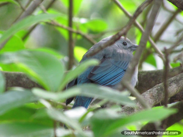Pequeno pássaro azul em uma árvore em Vilcabamba. (640x480px). Equador, América do Sul.