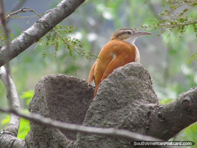 Brown bird in a tree in Vilcabamba. (640x480px). Ecuador, South America.
