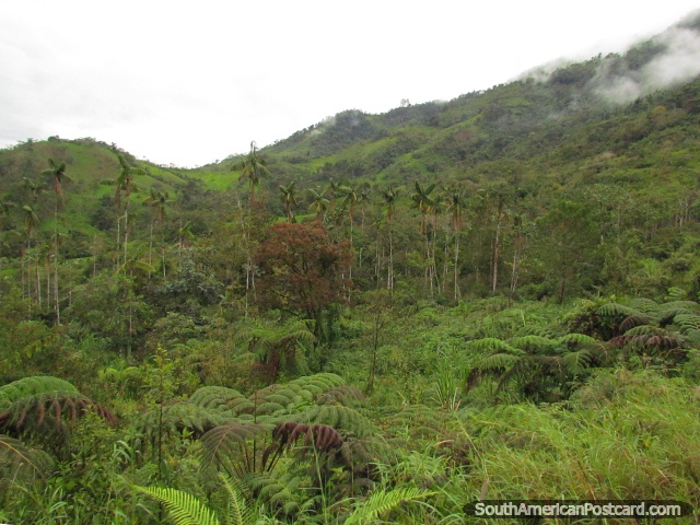 Palm tree forest between Valladolid and Palanda. (640x480px). Ecuador, South America.