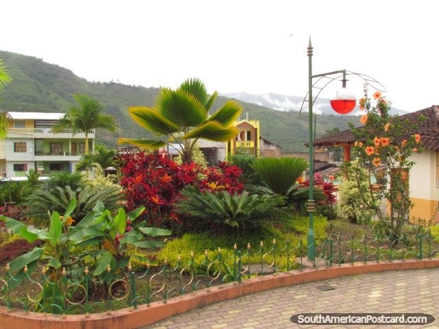 Exotic plants in the park gardens in Palanda, 2hrs north of Zumba. (640x480px). Ecuador, South America.