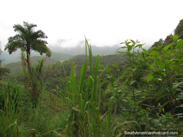 The jungle between Zumba and Pucapamba. (640x480px). Ecuador, South America.