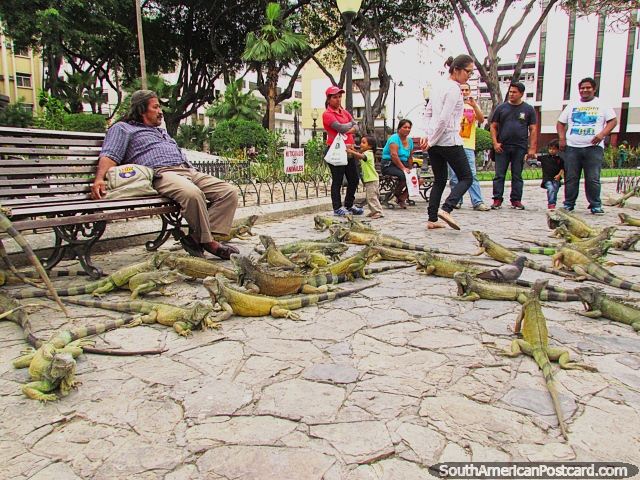 Parque Seminario, park of iguanas in Guayaquil. (640x480px). Ecuador, South America.