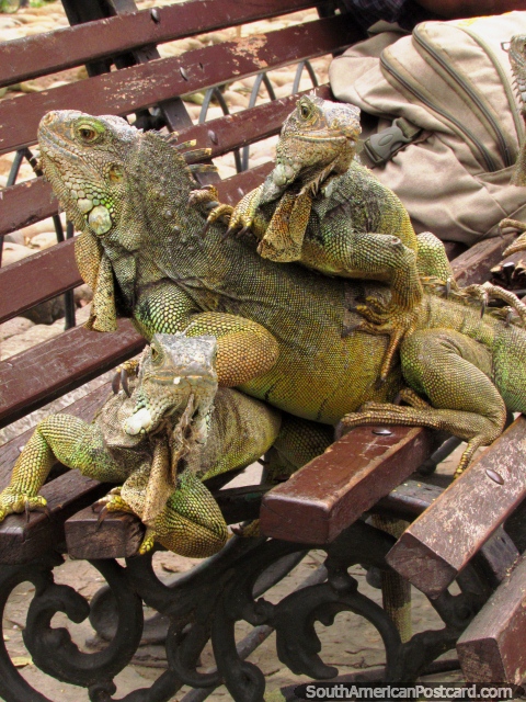 3 iguanas on a park bench at Parque Seminario in Guayaquil. (480x640px). Ecuador, South America.