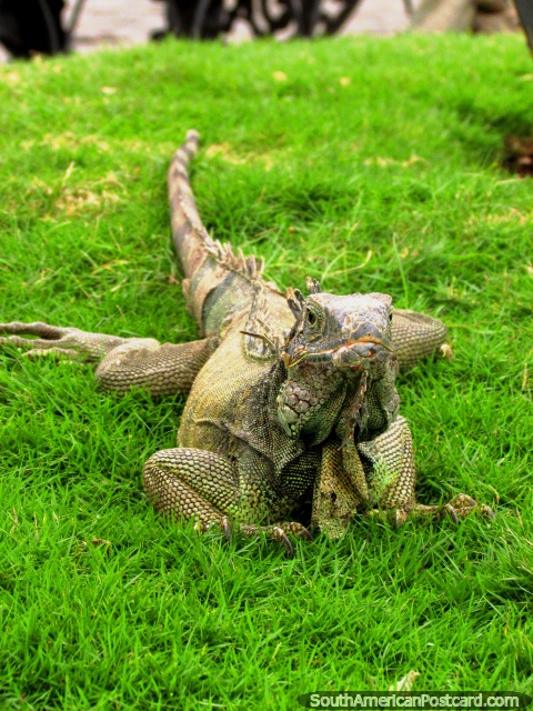Uma iguana na grama em Parque Seminario em Guayaquil. (480x640px). Equador, Amrica do Sul.