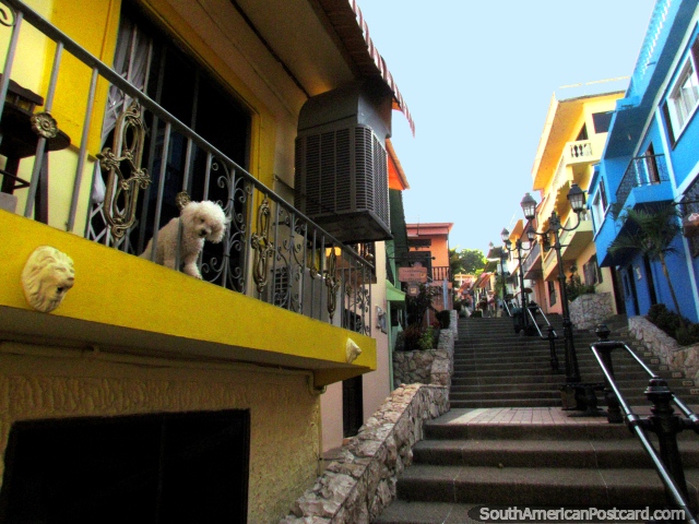 Walking up the 444 stairs on Santa Ana hill  with colorful houses all around, Guayaquil. (640x480px). Ecuador, South America.