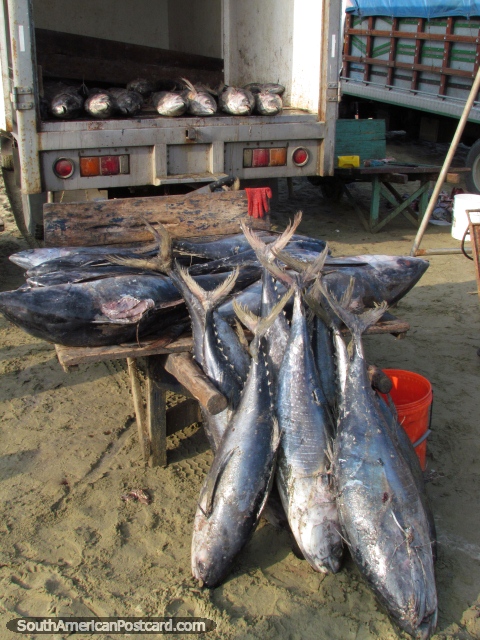 Tuna, from the sea to the back of a truck, Manta. (480x640px). Ecuador, South America.
