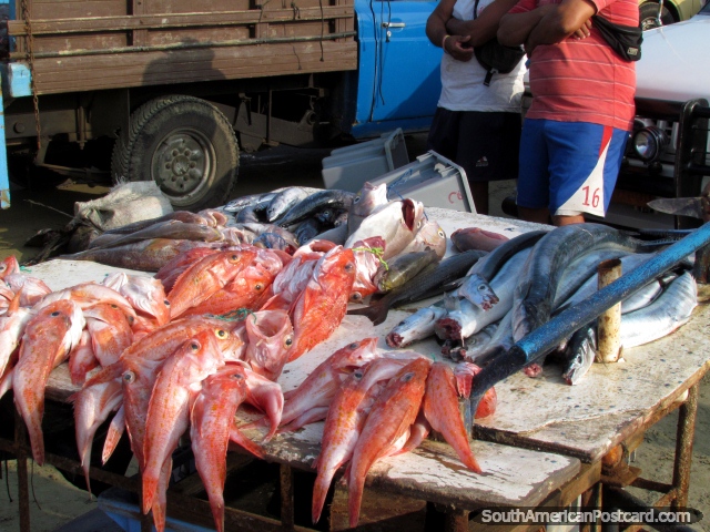 Vário peixe fresco expõe-se em Praia Tarqui na Manta. (640x480px). Equador, América do Sul.
