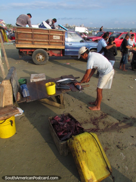 Processamento de peixe em Praia Tarqui em Manta. (480x640px). Equador, América do Sul.