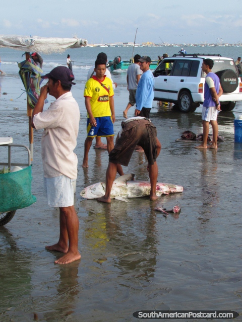 Shark finning on Tarqui Beach in Manta. (480x640px). Ecuador, South America.